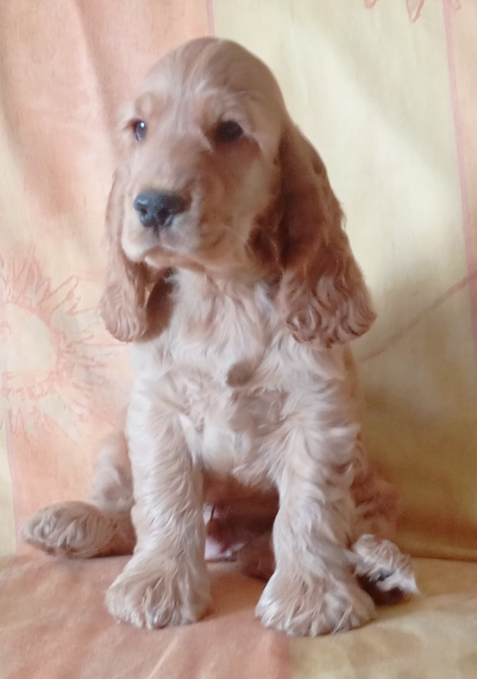 du Talai - Chiots disponibles - Cocker Spaniel Anglais