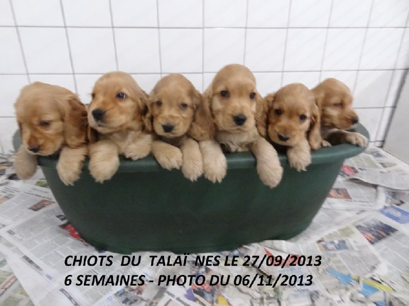 Chiot Cocker Spaniel Anglais du Talai