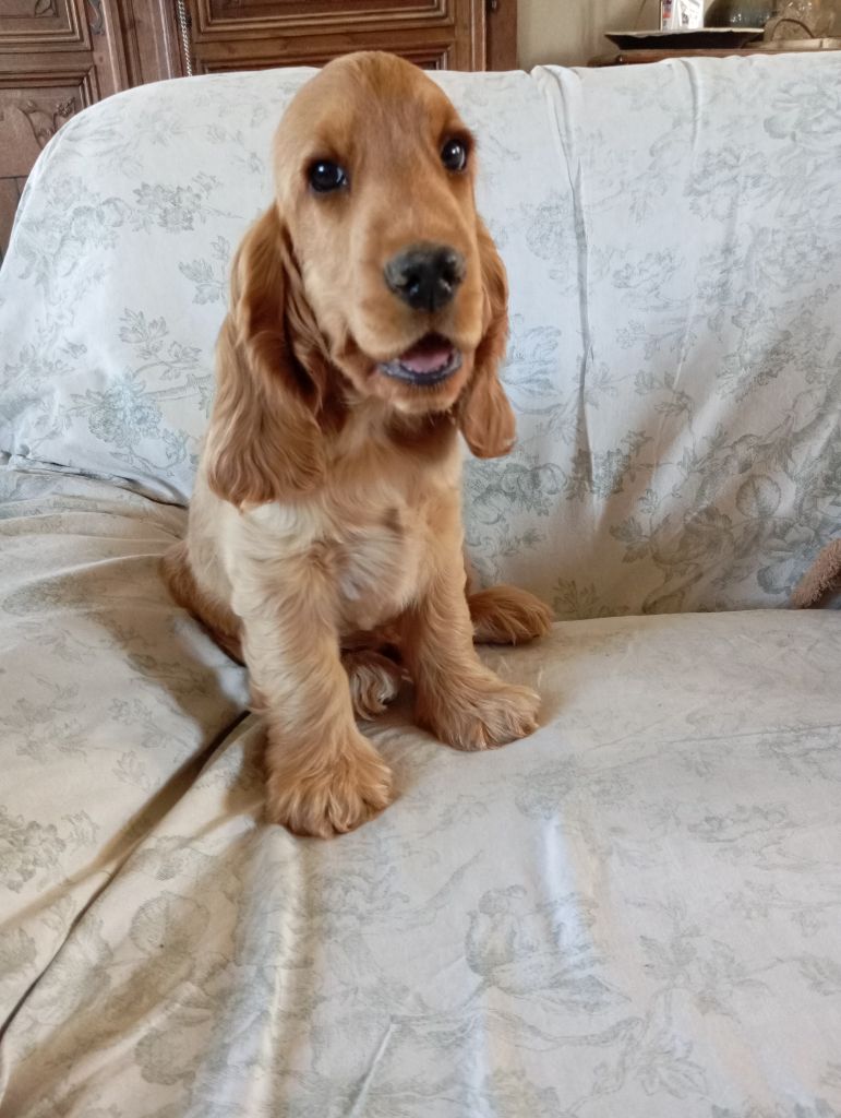 du Talai - Chiots disponibles - Cocker Spaniel Anglais